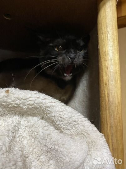 Европейская бурма