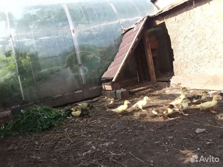 Мускусные утки индоутки индоутята