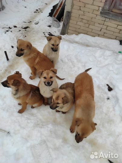 Собака немецкая овчарка