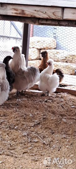 Петухи порода китайская шелковая