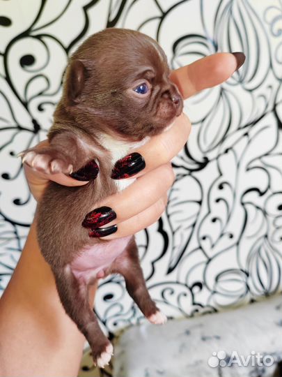 Щенки чихуахуа мини девочки