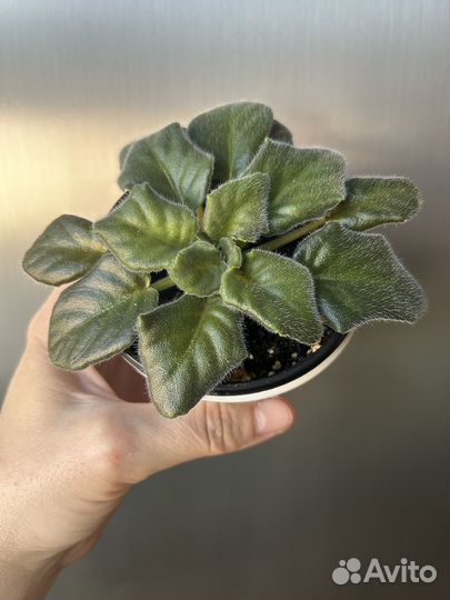 Фиалка стартер