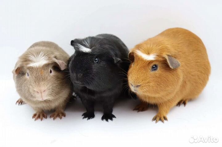 Морские свинки разных пород и окрасов