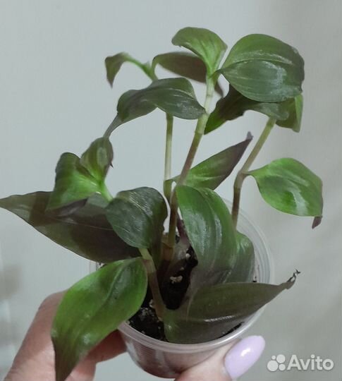 Традесканции сортовые