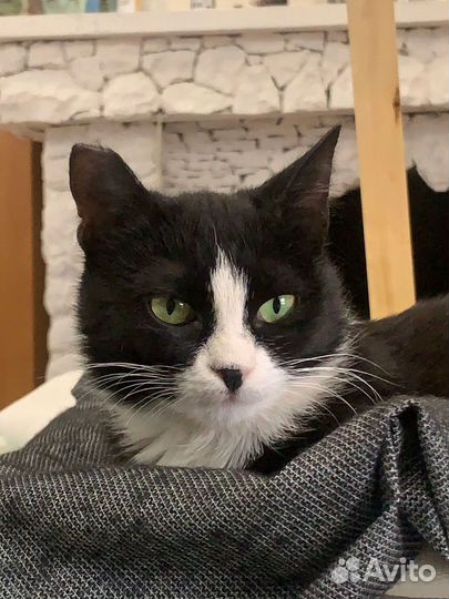 Кошки в добрые руки