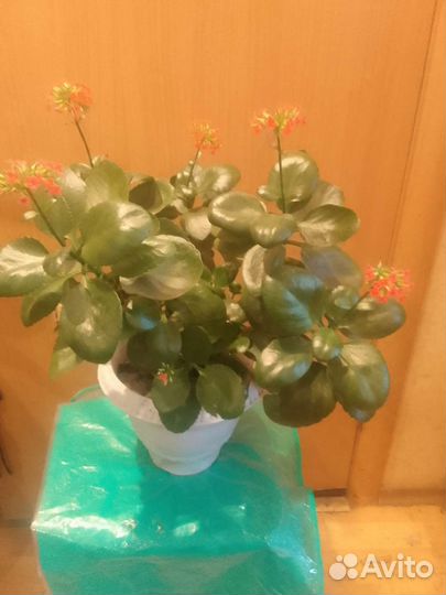 Комнатные цветы каланхоэ