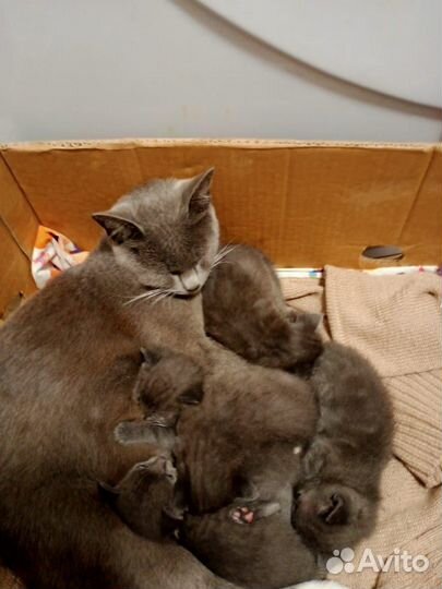 Котята отдам бесплатно