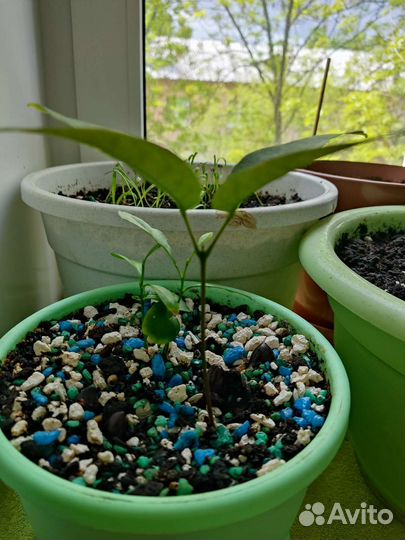 Личи с мандарином отростки