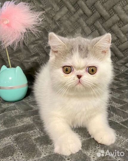 Экзотическая