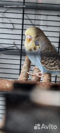 Попугай ввп Чех, самец