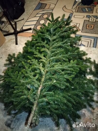 Лапы Пихты банные веники