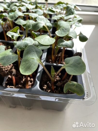 Мирабилис / Ночная красавица рассада/семена