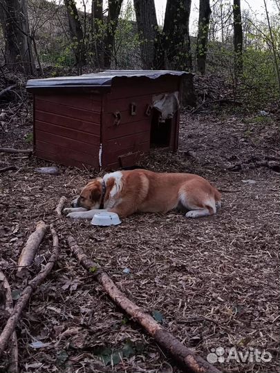 Собака в добрые руки