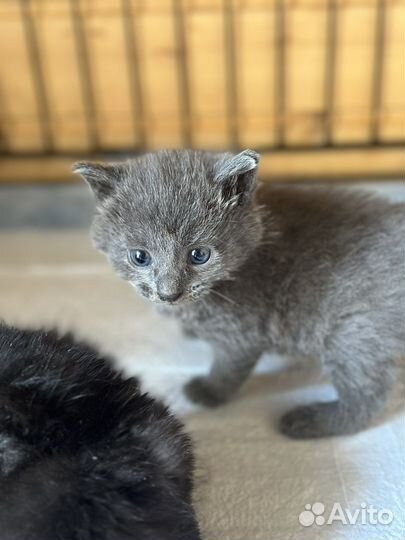 Котенок Мальчик дымок в добрые руки