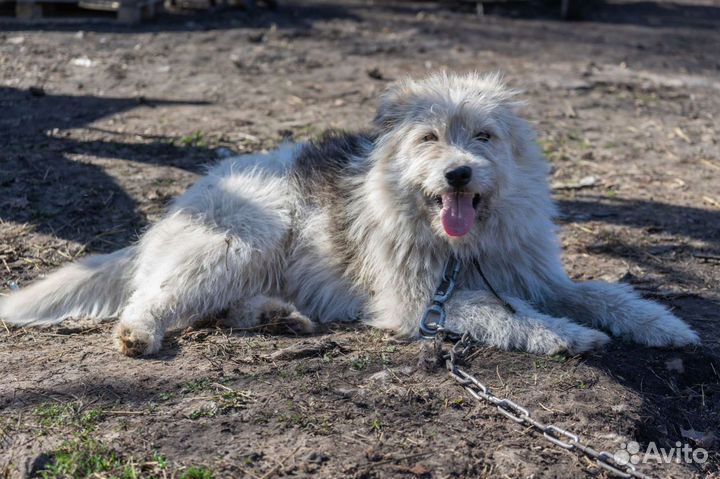 Собака в добрые руки