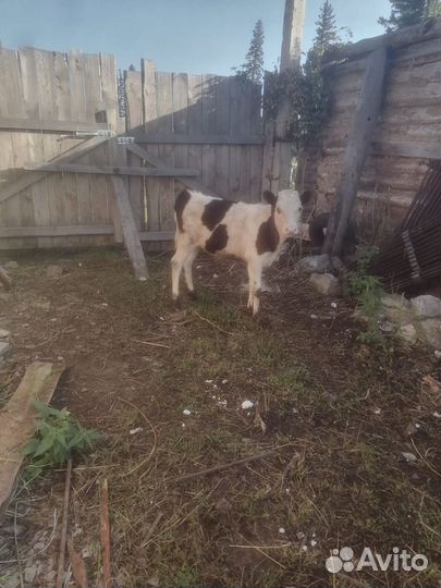 Телочка 5 месяцев