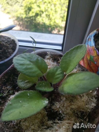 Фиалки детки