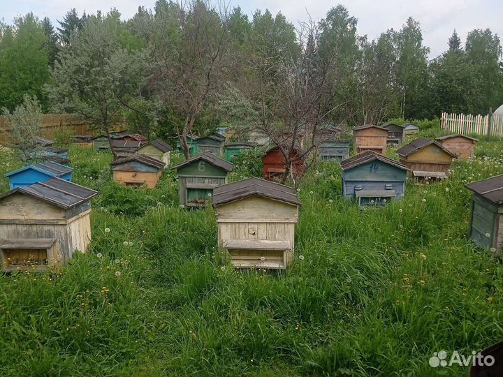 Пчелосемьи с ульями