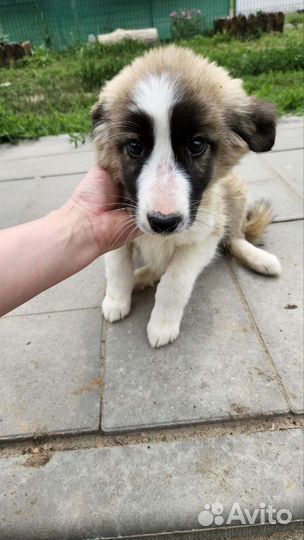 Щенки в добрые руки