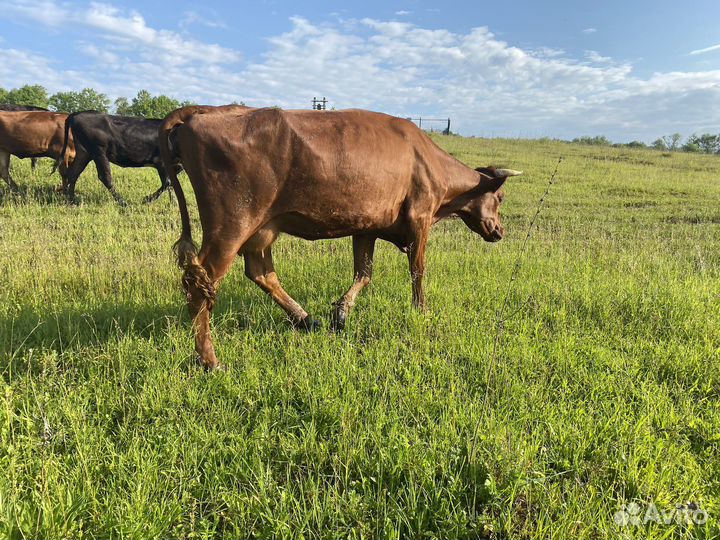 Корова дойная