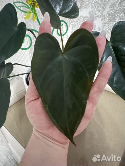 Антуриум черный