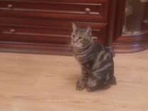 Курильский бобтел - кот ищем кошку для вязки