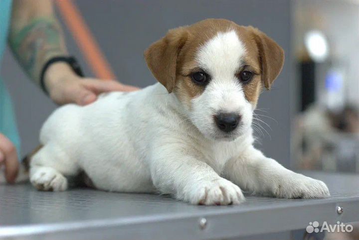 Щенки джек рассел терьер с документами