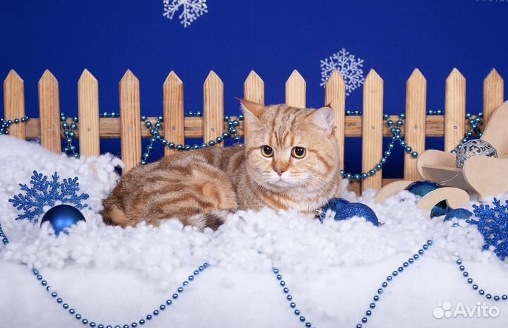 Шотландский кот вязка (чемпион породы)