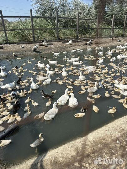 Пекинская утка