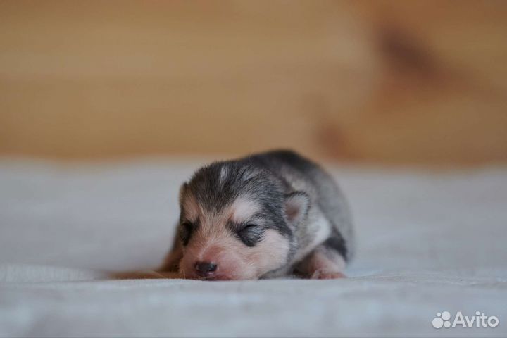 Аляскинский маламут