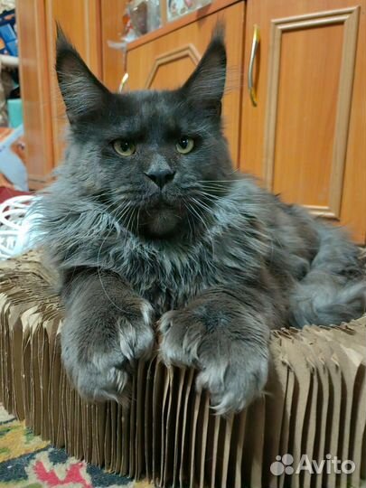 Котята мейн-кун