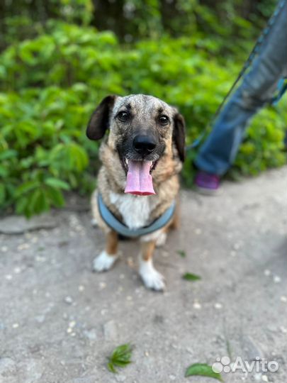 Маленькая собака мальчик