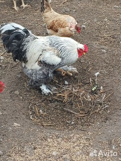 Петух брама