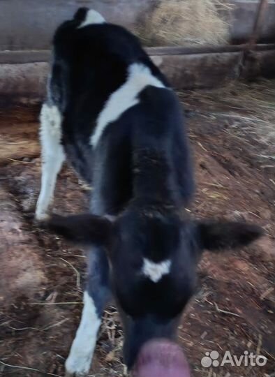 Телёнок (2 месяца)