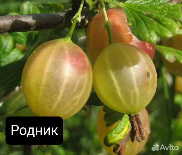 Саженцы крыжовника