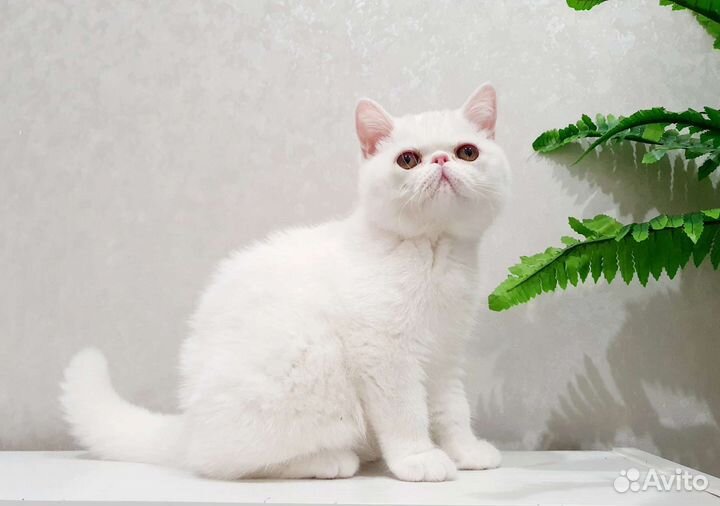 Шикарная кошка экзот