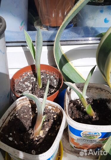 Детки Агавы