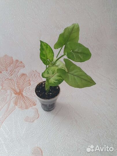 Комнатные цветы