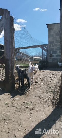 Козлик Ла-Манча-Англо Нубиец