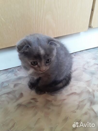 Шотландская вислоухая кошка в добрые руки