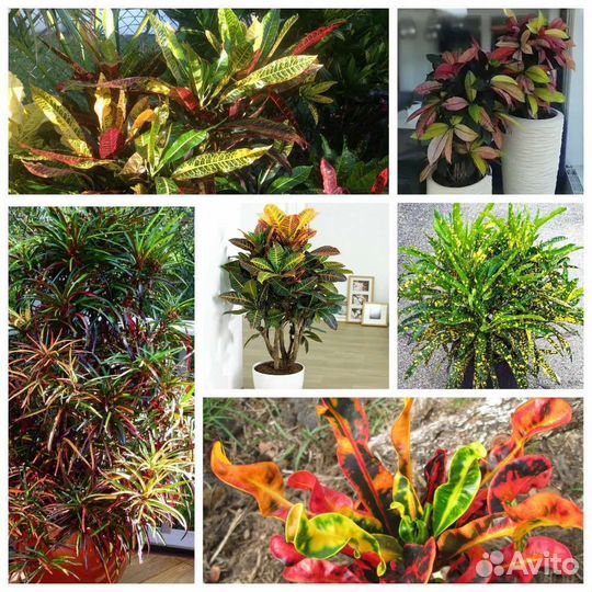 Кротоны сортовые