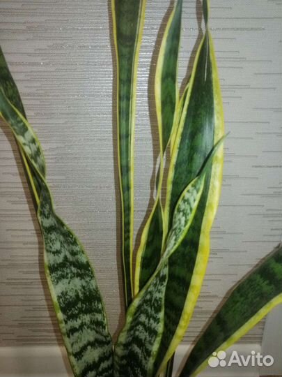 Сансевиерия взрослое растение