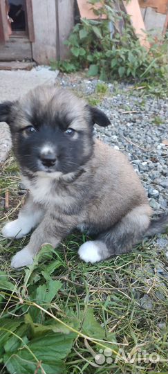 Собака в добрые руки отдам бесплатно