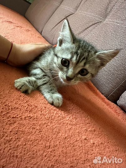 Отдам котят в добрые руки