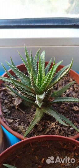 Комнатные цветы кактусы