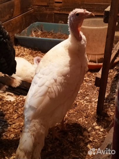 Индюшата подрощенные