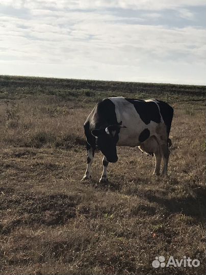 Корова стельная дойная