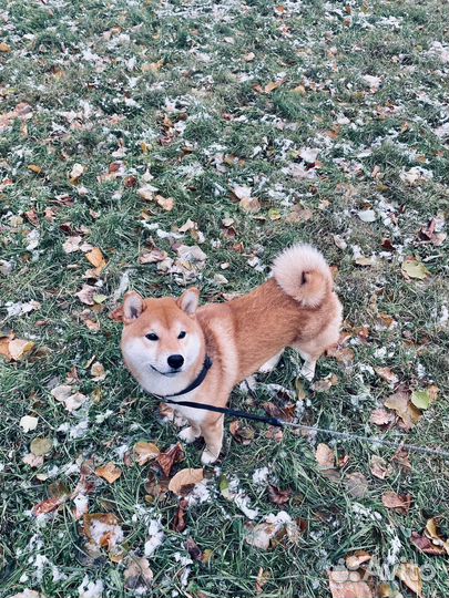 Вязка сиба ину