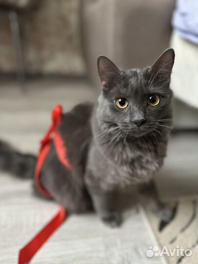 Британская кошка в добрые руки