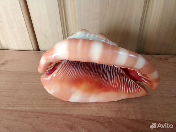 Ракушка морская большая